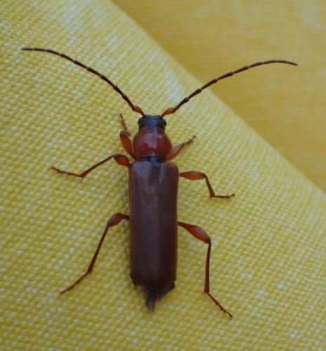 Phymatodes testaceus